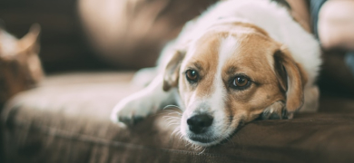chien allongé sur le canapé